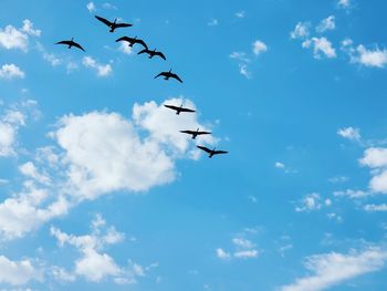 Low angle view of birds flying in sky