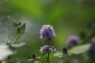 Close-up of purple flowering plant