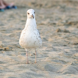 Close-up of seagull perching on land