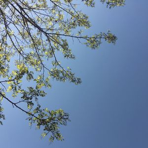 Low angle view of tree against blue sky