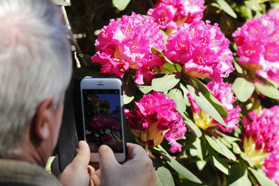 Man photographing flowers with a smartphone