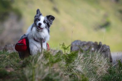 Dog looking away outdoors