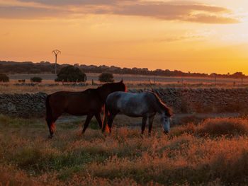 Horses standing in ranch against sky during sunset