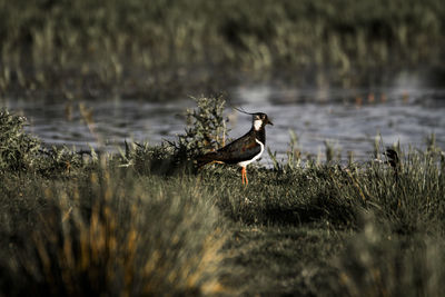 Bird in lake