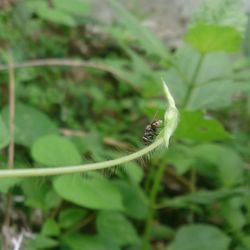 Close-up of insect on leaf