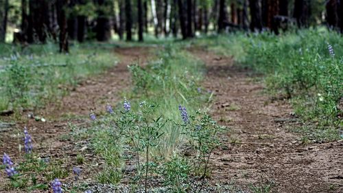 Plants growing in field