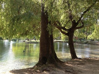 Trees by lake against sky