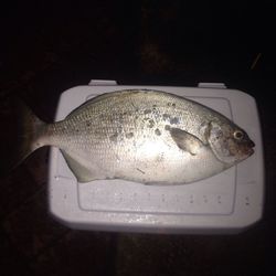 Close-up of food on table