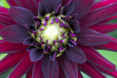 Close-up of pink flower