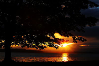 Silhouette of trees at sunset