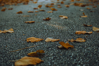 Close-up of fallen autumn leaves on road