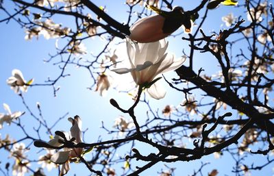 Low angle view of flowering tree