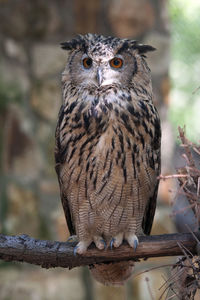 Close-up portrait of owl perching outdoors