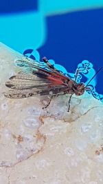 Close-up of insect on sea shore