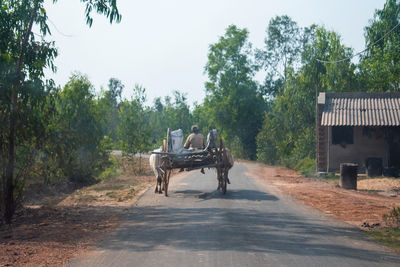 Horse cart on road amidst trees