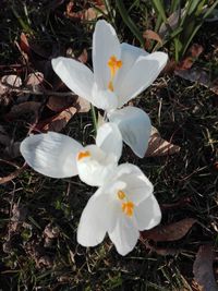 High angle view of white crocus flowers on field