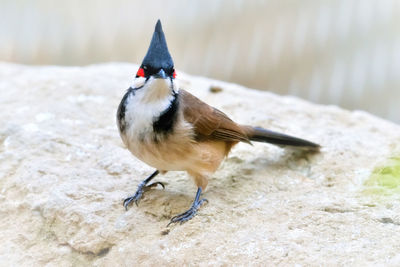 Close-up of bird perching on sand