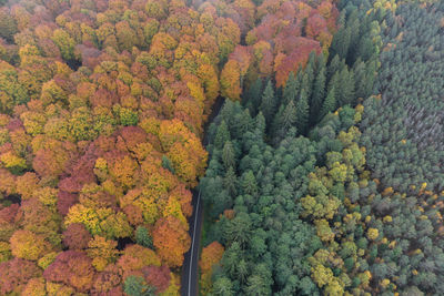 High angle view of trees in forest during autumn