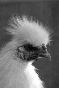 Close-up of a bird