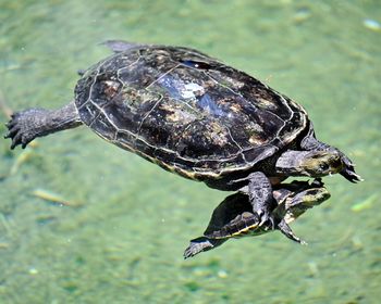 Close-up of turtle swimming in lake