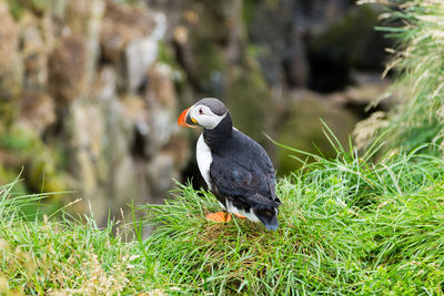 High angle view of puffin perching on plant