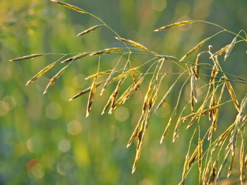 Close-up of fresh green plant on field