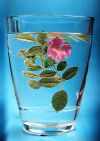 Close-up of plant on glass