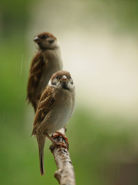 Close-up of sparrow perching on plant