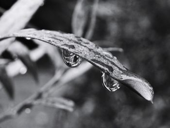 Close-up of water drops on leaves