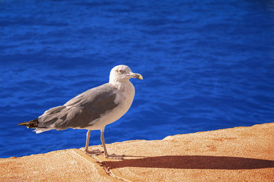 Seagull perching on retaining wall against sea