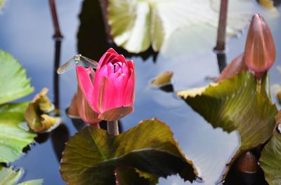 Close-up of pink lotus water lily