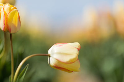 Close-up of yellow tulip