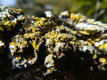 Close-up of lichen