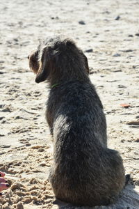 Dog looking away while sitting on beach