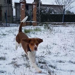 Dog on snow covered land