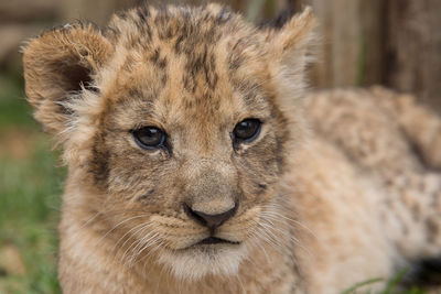 Close-up portrait of an animal