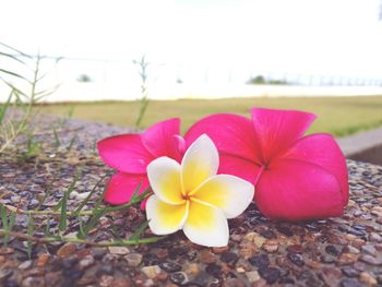 Close-up of pink crocus on beach