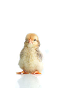 Close-up of a bird over white background