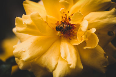 Close-up of insect on yellow flower