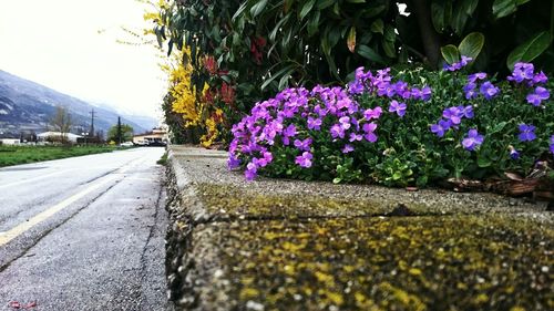 Surface level of road along plants