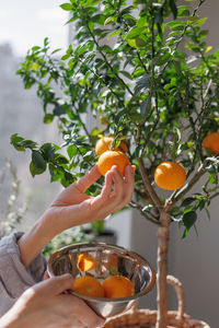 Cropped hand of woman holding fruit