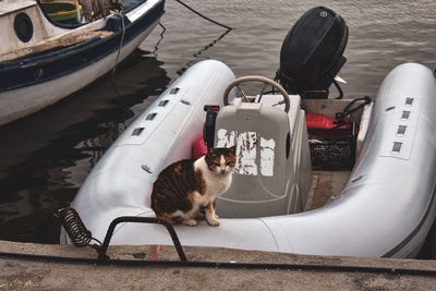 Cat in boat