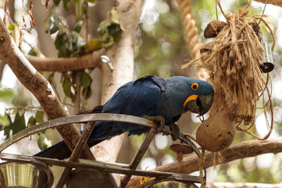 Bird on branch of tree