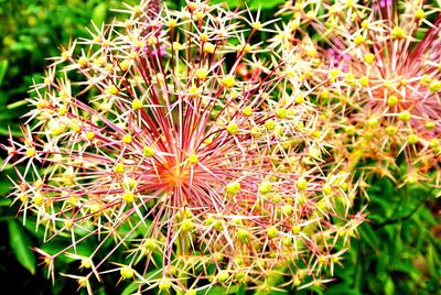 Close-up of flowers
