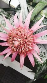 Close-up of pink flower