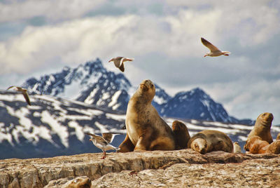 Seals on rock formation against cloudy sky