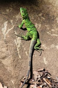 Lizard on leaf