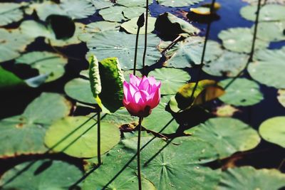 High angle view of pink water lily blooming outdoors