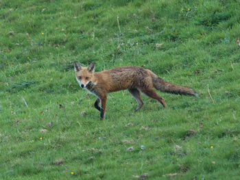 Cat running on field