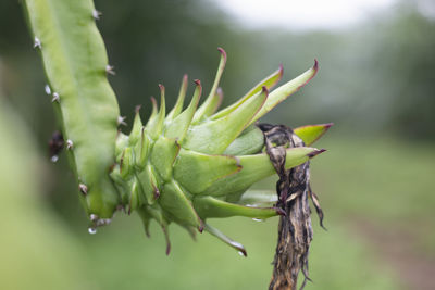 Close-up of succulent plant